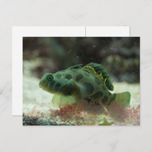 Groene vis briefkaart (Voorkant / Achterkant)