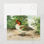 Groene vleugeltaling briefkaart (Voorkant / Achterkant)