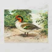 Groene vleugeltaling briefkaart (Voorkant)