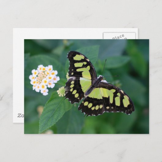 Groene vlinder briefkaart (Voorkant / Achterkant)