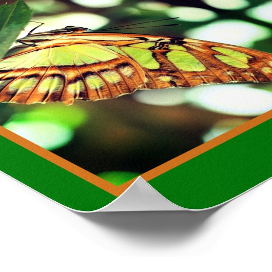 Groene vlinder Posing Abstract Poster (Hoek)