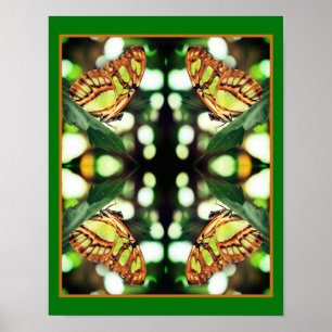 Groene vlinder Posing Abstract Poster