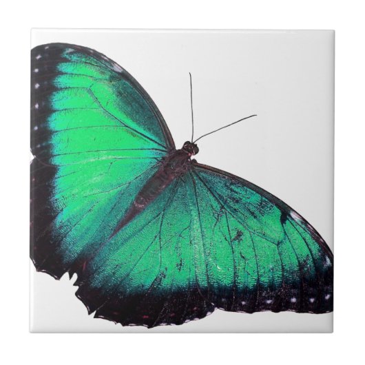 Groene vlinder tegeltje (Voorkant)