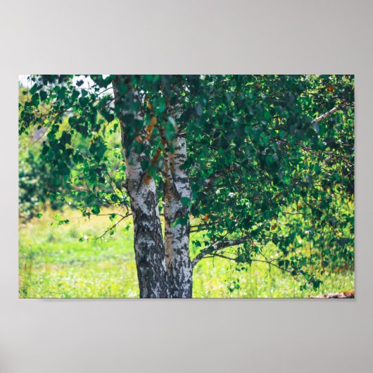 Groene vogelboom verliest Natuur Poster (Voorkant)