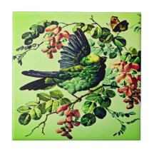 Groene Vogelillustratie door L. Prang & Co