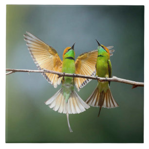 Groene vogels spelen in de bomen Foto Tegeltje
