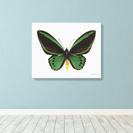 Groene vogelvlinder canvas afdruk (Insitu (Houten vloer))