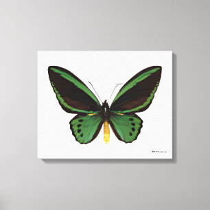 Groene vogelvlinder canvas afdruk