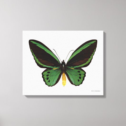 Groene vogelvlinder canvas afdruk (Voorkant)