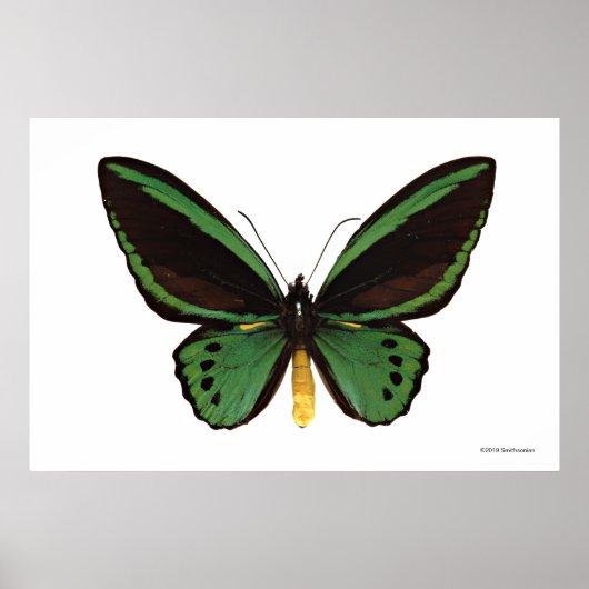 Groene vogelvlinder poster (Voorkant)