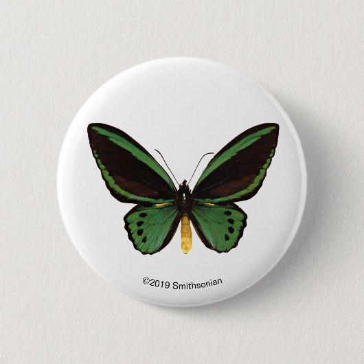 Groene vogelvlinder ronde button 5,7 cm (Voorkant)