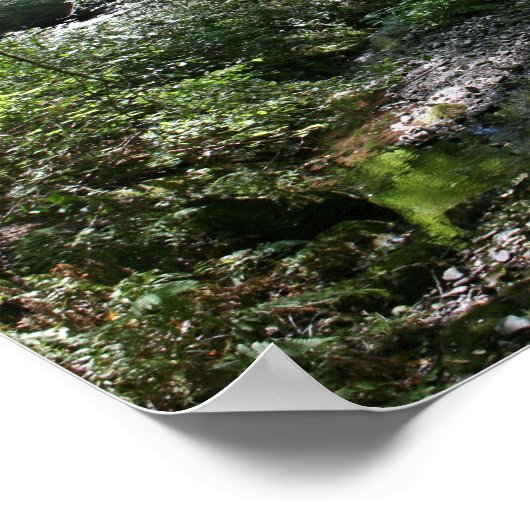 "Groene vrede", Muir Bossen Poster (Hoek)