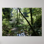 "Groene vrede", Muir Bossen Poster (Voorkant)