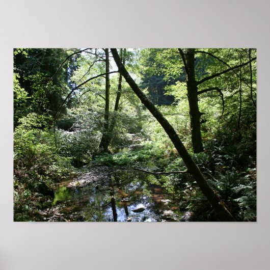 "Groene vrede", Muir Bossen Poster (Voorkant)