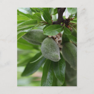 Groene vruchten van een amandelboom briefkaart