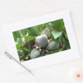 Groene vruchten van een amandelboom rechthoekige sticker (Envelop)
