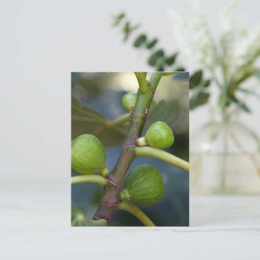 Groene vruchten van een gemeenschappelijke vijgenb briefkaart (Staand voorkant)