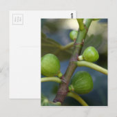 Groene vruchten van een gemeenschappelijke vijgenb briefkaart (Voorkant / Achterkant)