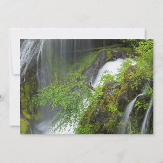 Groene Waterval Scenic Bedankkaart (Voorkant)
