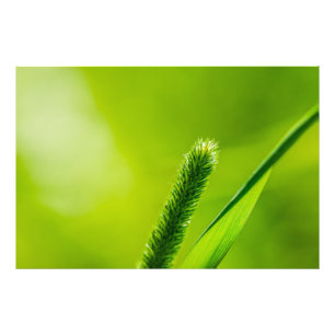Groene wereld foto afdruk