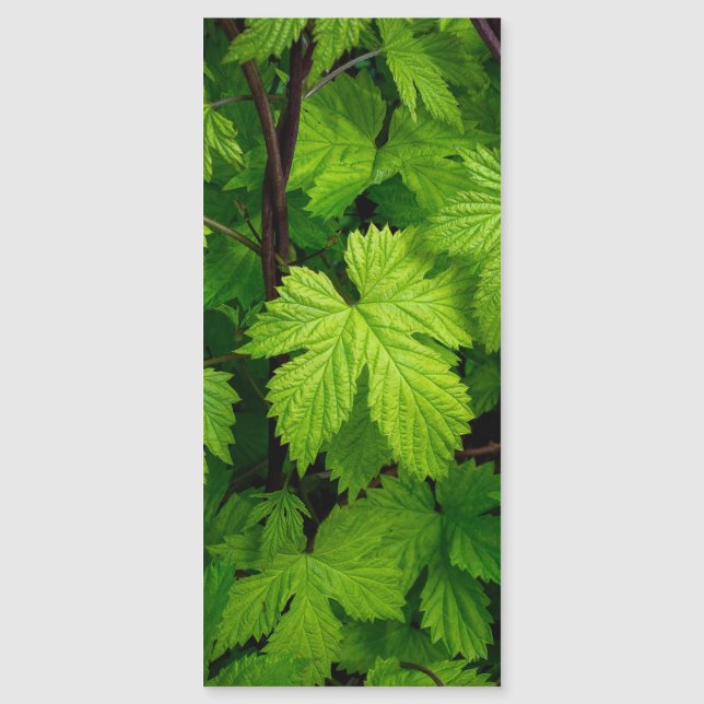 Groene wijnstokken (Voorkant)