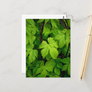 Groene wijnstokken briefkaart