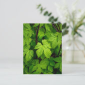 Groene wijnstokken briefkaart (Staand voorkant)