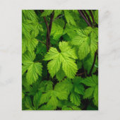 Groene wijnstokken briefkaart (Voorkant)