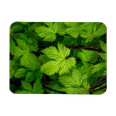 Groene wijnstokken magneet (Horizontaal)
