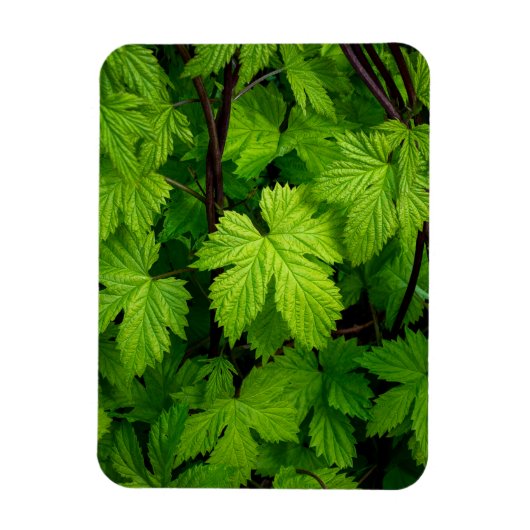 Groene wijnstokken magneet (Verticaal)