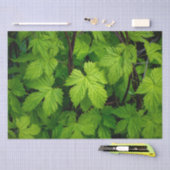 Groene wijnstokken tissuepapier (Craft)