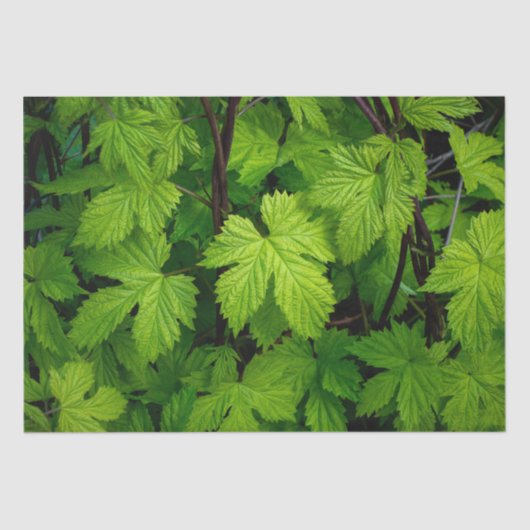 Groene wijnstokken tissuepapier (Voorkant)