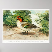 Groene wintertaling poster (Voorkant)