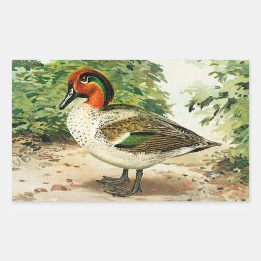 Groene wintertaling rechthoekige sticker (Voorkant)