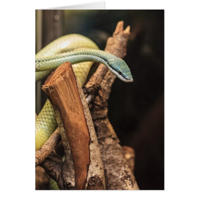 Groene witte en gele slang (Voorkant)