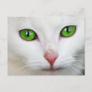 Groene witte kat briefkaart