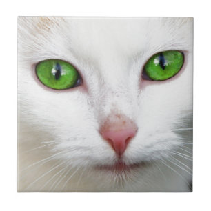 Groene witte kat tegeltje