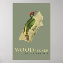 Groene Woodpeckervogelvintage Poster