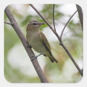 Groene zangvogel in Canada Vierkante Sticker (Voorkant)