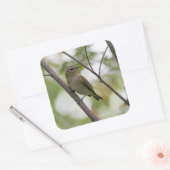 Groene zangvogel in Canada Vierkante Sticker (Envelop)