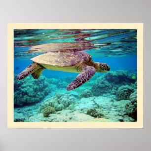 Groene zee schildpad (Chelonia mydas) Poster