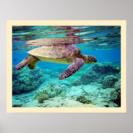 Groene zee schildpad (Chelonia mydas) Poster (Voorkant)