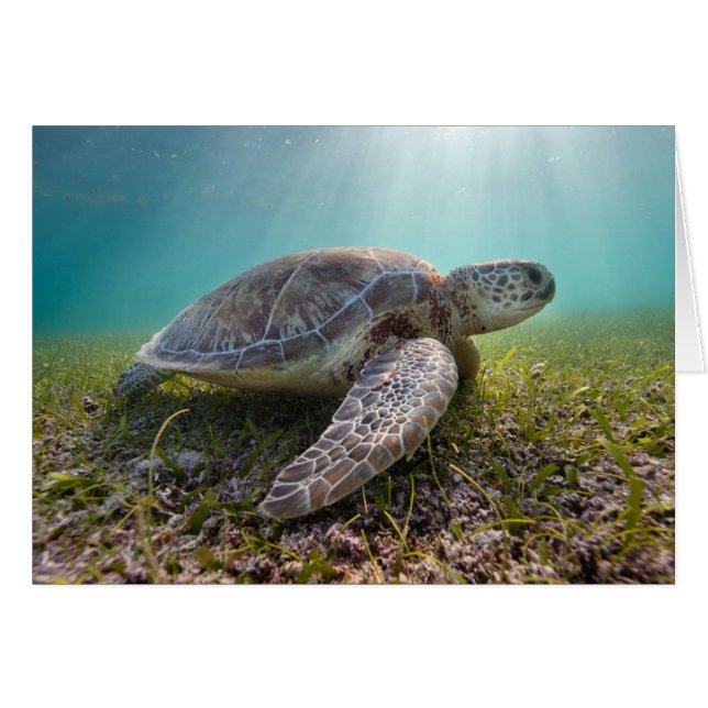 Groene Zee schildpad in duusk | Akumal Bay (Voorkant Horizontaal)