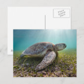Groene Zee schildpad in duusk | Akumal Bay Briefkaart (Voorkant / Achterkant)
