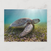 Groene Zee schildpad in duusk | Akumal Bay Briefkaart (Voorkant)