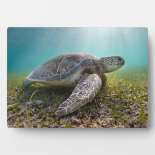 Groene Zee schildpad in duusk Akumal Bay Fotoplaat