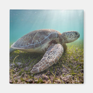 Groene Zee schildpad in duusk   Akumal Bay Magneet