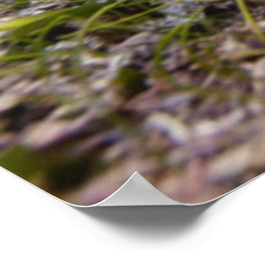 Groene Zee schildpad in duusk | Akumal Bay Poster (Hoek)