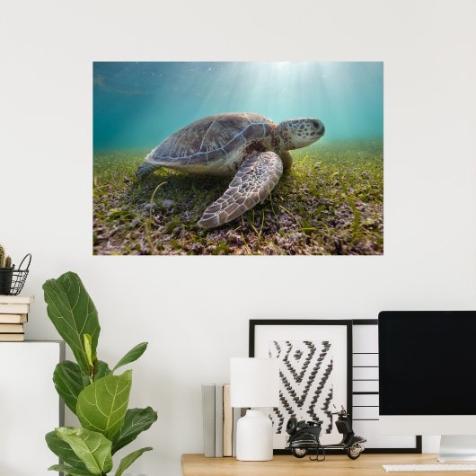 Groene Zee schildpad in duusk | Akumal Bay Poster (Thuiskantoor)