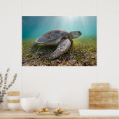 Groene Zee schildpad in duusk | Akumal Bay Poster (Keuken)